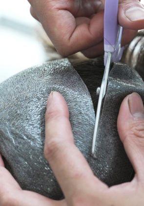 Servizio taglia misura della base | Lordhair