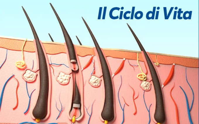 Ciclo vitale di capelli