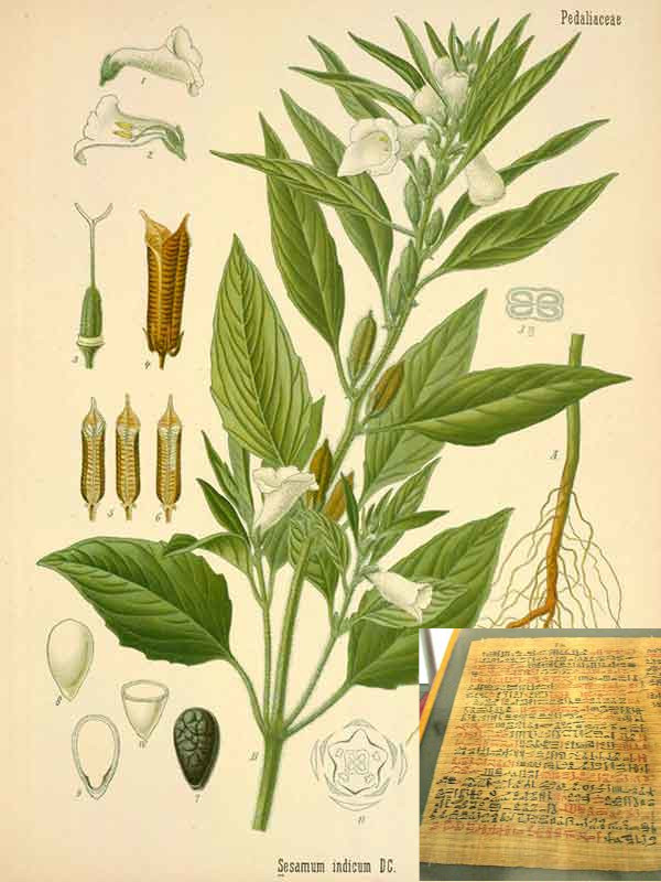Cure egizie calvizie