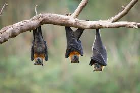 Pipistrelli